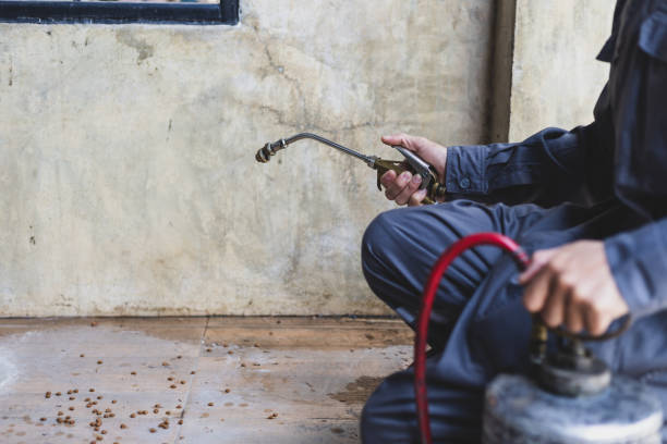 Best Termite Control Services  in Lakeland Village, CA